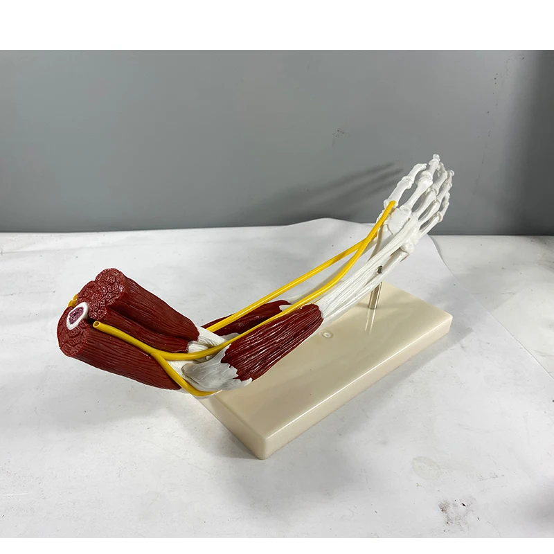 Human Skeletal Anatomy Model Hand Joint Ligament Muscle Model