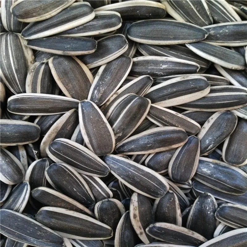 Chinese flavor 99% high accuracy bigs sunflower seeds bulk
