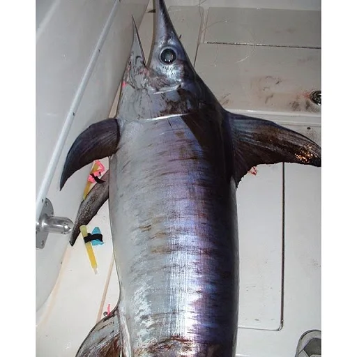 Frozen Swordfish Fresh Live wholesale Sailfish Marlin Swordfish Tuna Fish (Xiphias gladius) swordfish Best Quality Certified