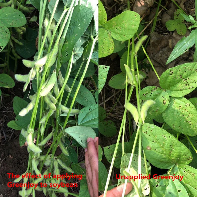 Green Joy application of active potassium humic acid water-soluble fertilizer to agricultural plants