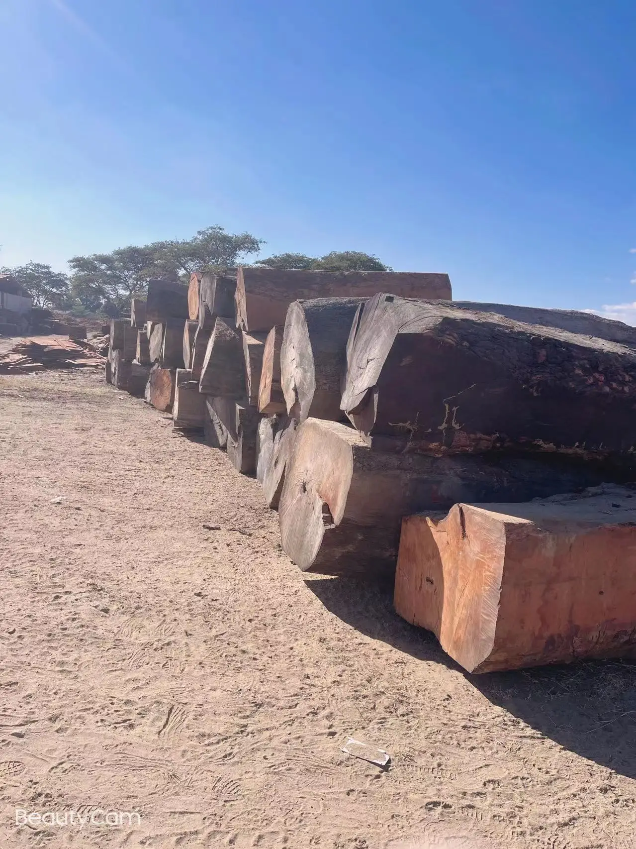 Большая древесина для продажи Mussibi/musиздавское круглое дерево из Замбии, высокое качество по низкой цене