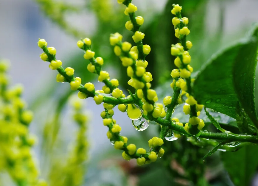 Стандарт ЕС чулан цветочный чай (Chloranthus