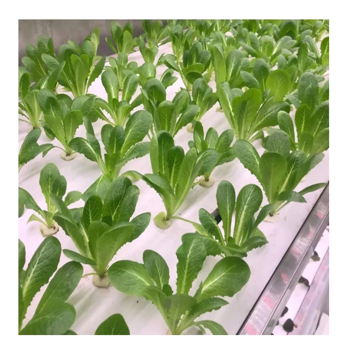 Microgreens Vertical Hydroponic Container Box Farm/ Greenhouse