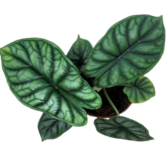 
Wholesale philodendron natural plan dragon scale alocasia live plants for decorative 