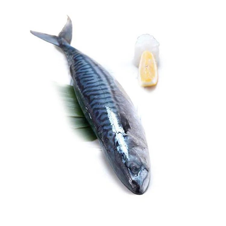 Замороженная рыба, Тихоокеанская скумбрия, замороженная скумбрия, Рыба для консервирования