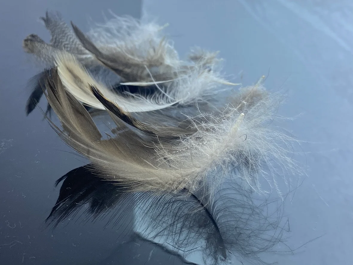 Wholesale Factory Bulk Natural Grey 2-4cm Duck Feather