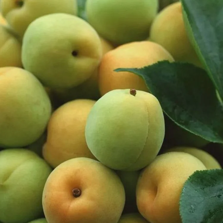 Wholesale Natural Healthy High Quality Fruit Preserve Chinese Salted Plum Pickles Plum