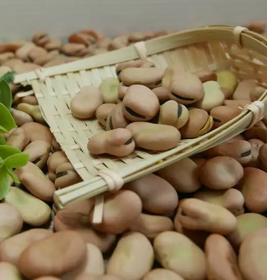 new crop2021 dry Broad / Fave Beans