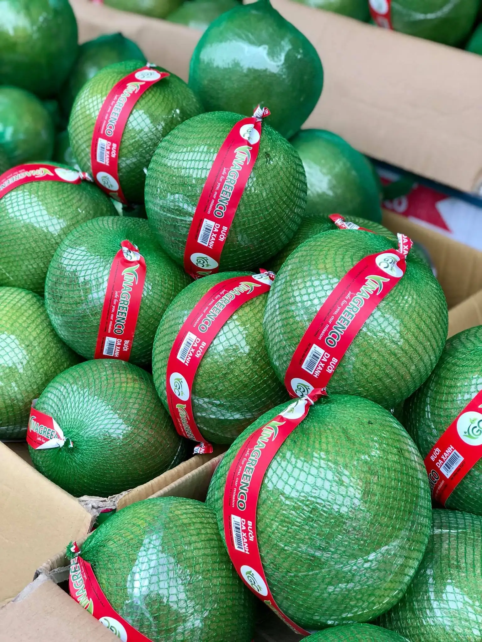 VIETNAMESE SUPPLIER OF GREEN SKIN POMELO FRESH GRAPEFRUITS IN BULK GOOD PRICES FOR EXPORT WHOLESALE