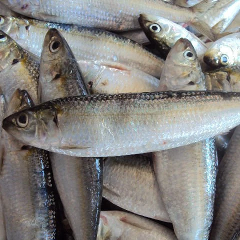 season fresh frozen sardine whole round
