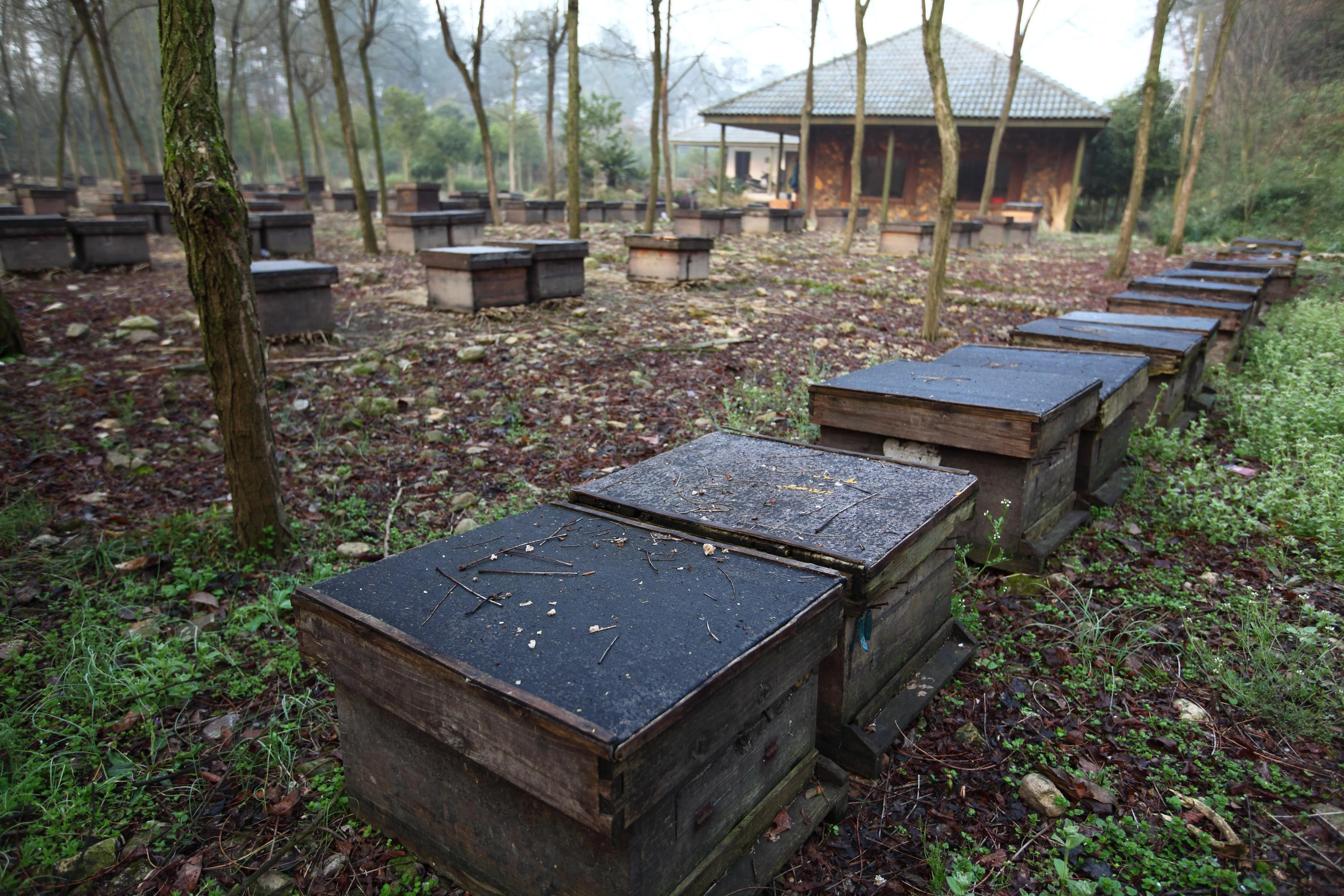 Мульти цветок полифлора дикий горный мед натуральный пакетики 15 Белый ISO GMP Кошерный афродизиак коробка LANXI кг