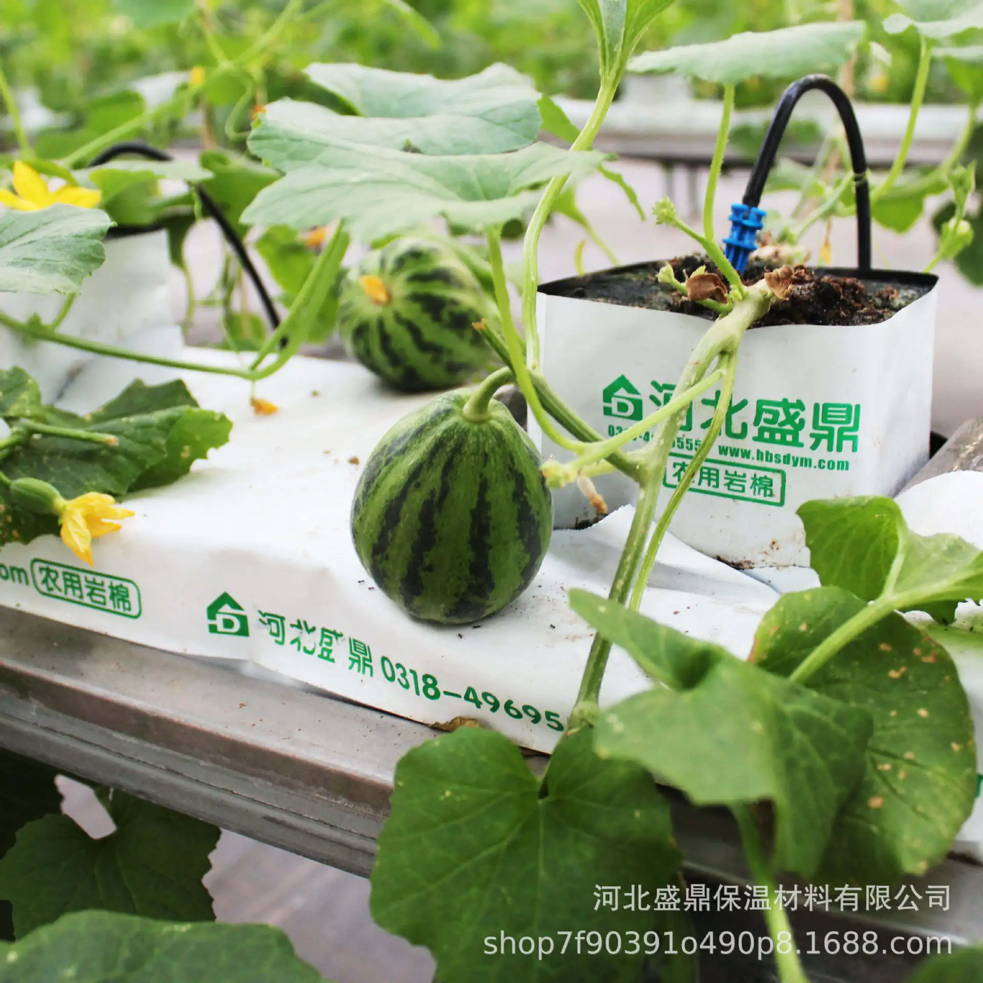 Wholesale Cheap Agricultural Rock Wool Grow Block Cubes Hydroponic Rock Wool Greenhouse