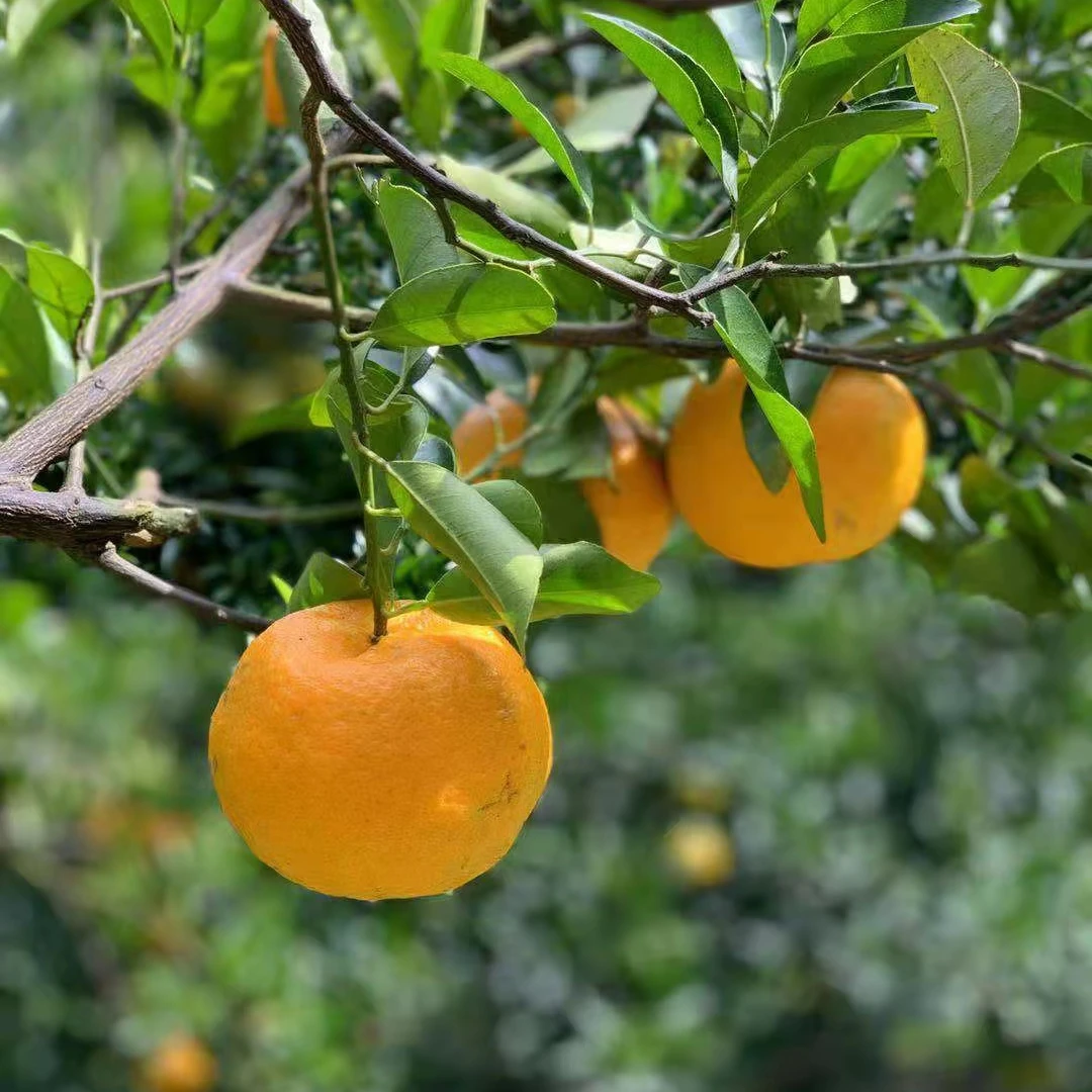 Menghu Brand Mandarin Orange Fresh CItrus Fruit