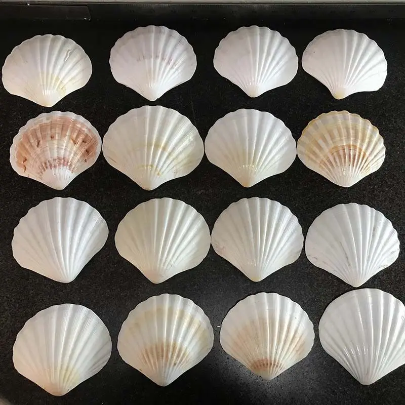 Wholesale Natural Color Scallop Shell Luster Seashell Handmade Craft for Decoration