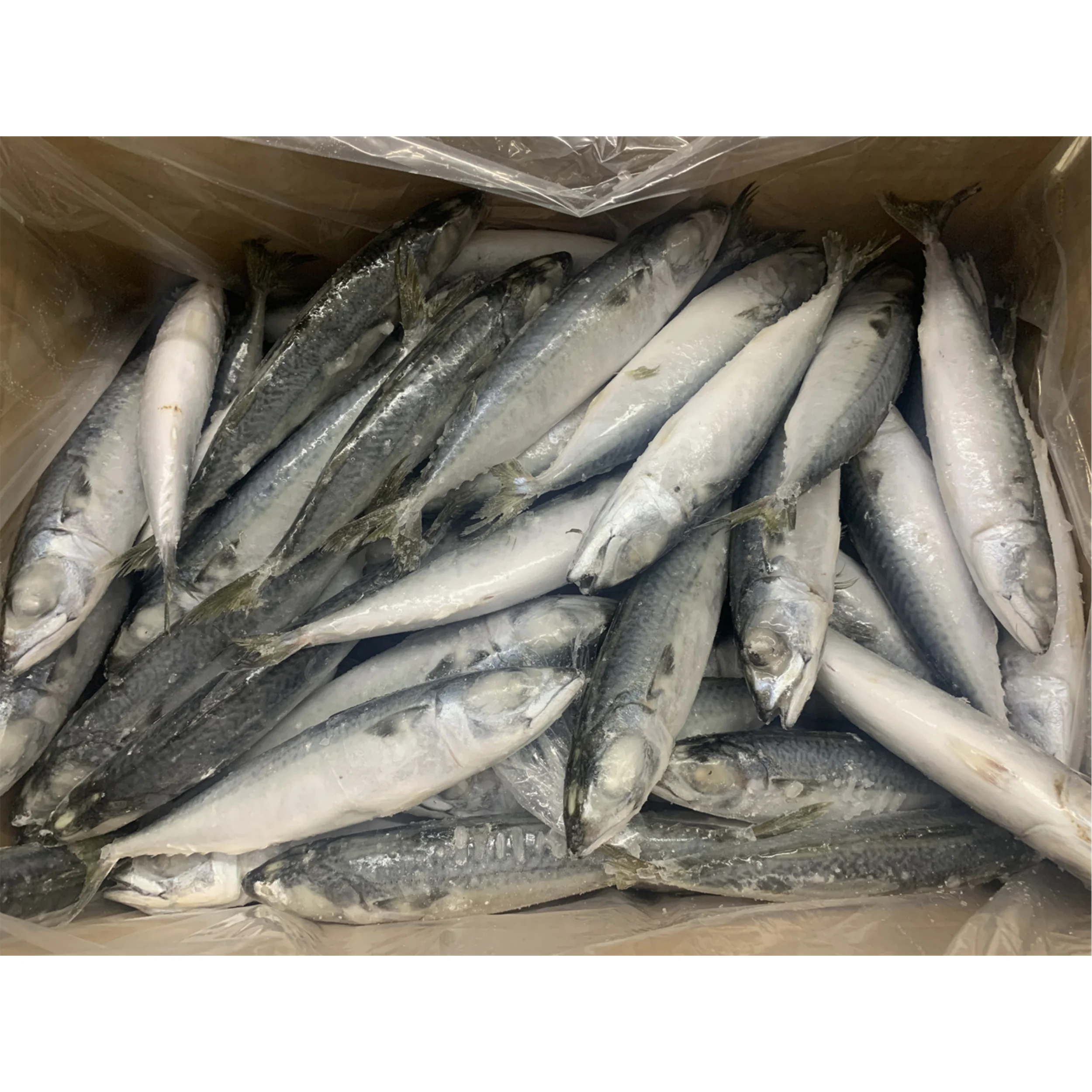Frozen Salmon Fish King Mackerel Cold Storage Hkwalkin Cold Storage Room Cold Stores Project