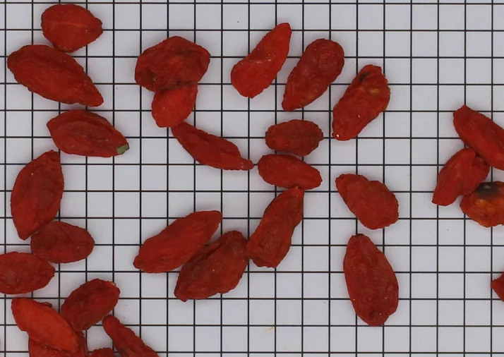 
Fruit of Chinese wolfberry 