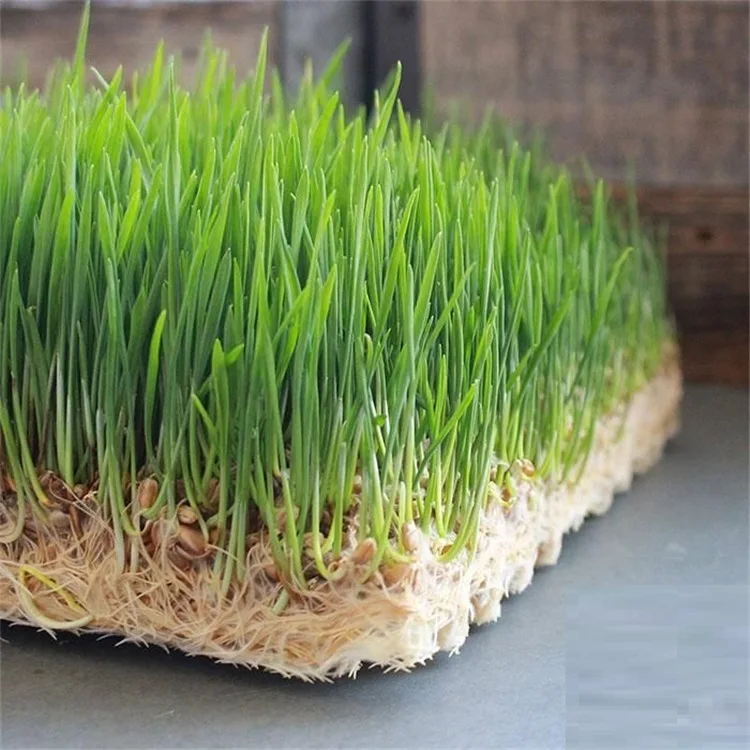 Hydroponic Jute MicroGreen Grow Mat Jute Fabric Pads for Microgreen Seed Grow Hessian Felt Mat for Wheatgrass Sprouts