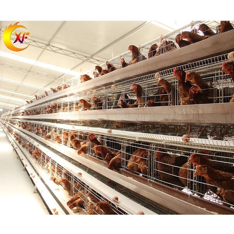 High Quality Chicken Farm Equipment A Type Full Automatic Layer Chicken Cage with Drinking Line