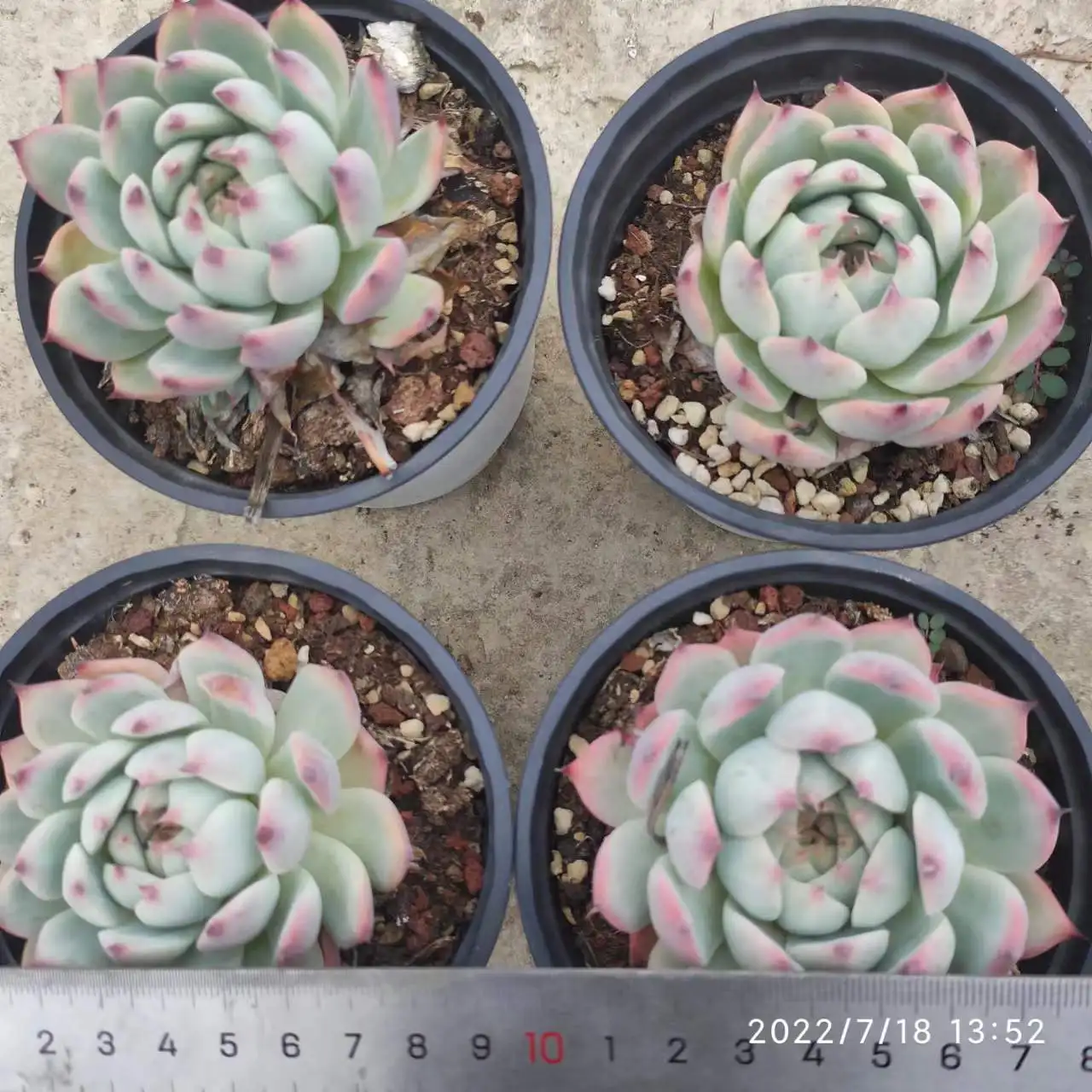 XXL007Echeveria Chihuahuaensis  decoration artificial   Faux Succulent plants In Pots Decorative Simulation Succulents