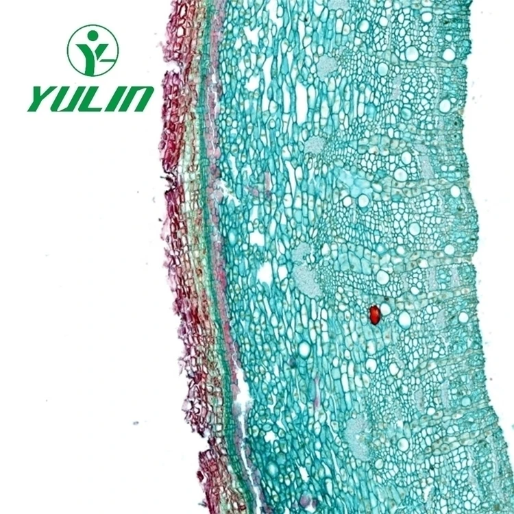 Factory Medical science high quality and best price Biological Prepared Slides botany prepared microscope student educational