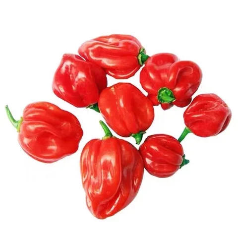 
Suntoday agriculture F1 hot pepper chilli hebanero seeds 5gr/bag 