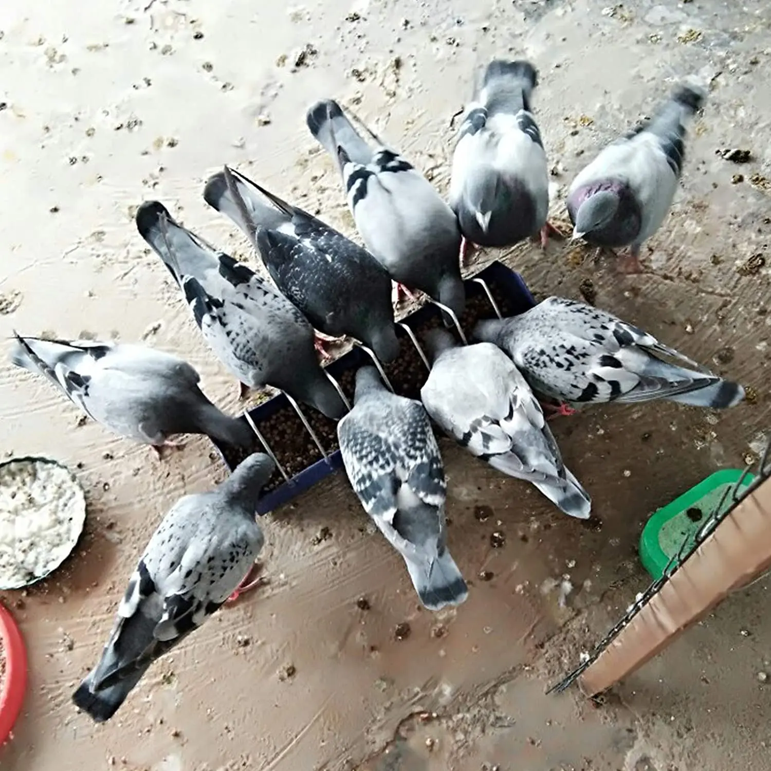 Durable Plastic Bird automatic feeder 50cm/68cm/40cm Long pigeon /quail feeder