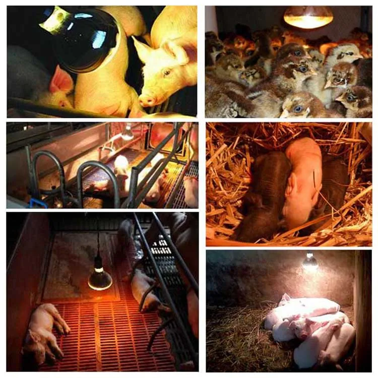 R125 Оптовая продажа животных поросят Бройлер для сна курица птичьи птицы/нагревательная лампа для домашних животных