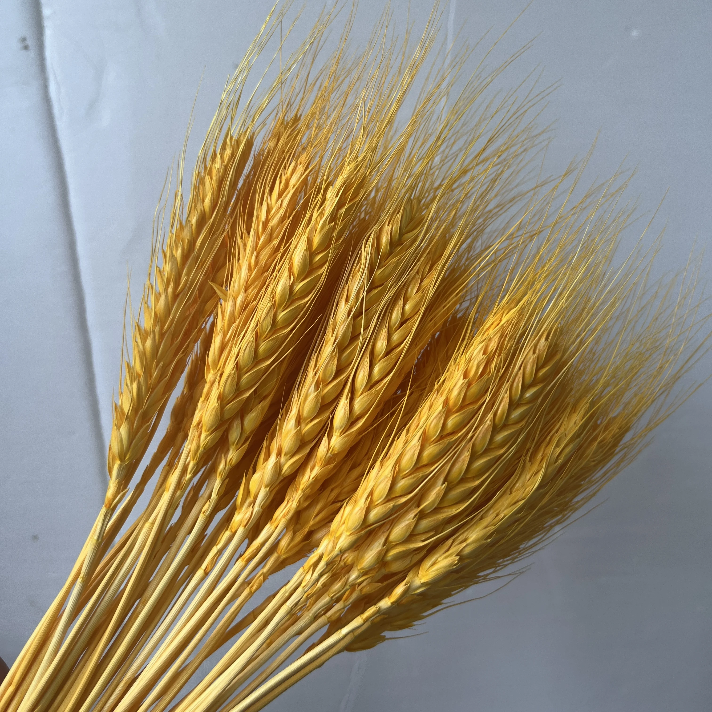 Hot Sale Natural Craft Multi-colored Real Dried Wheat bouquet flowers For Decoration
