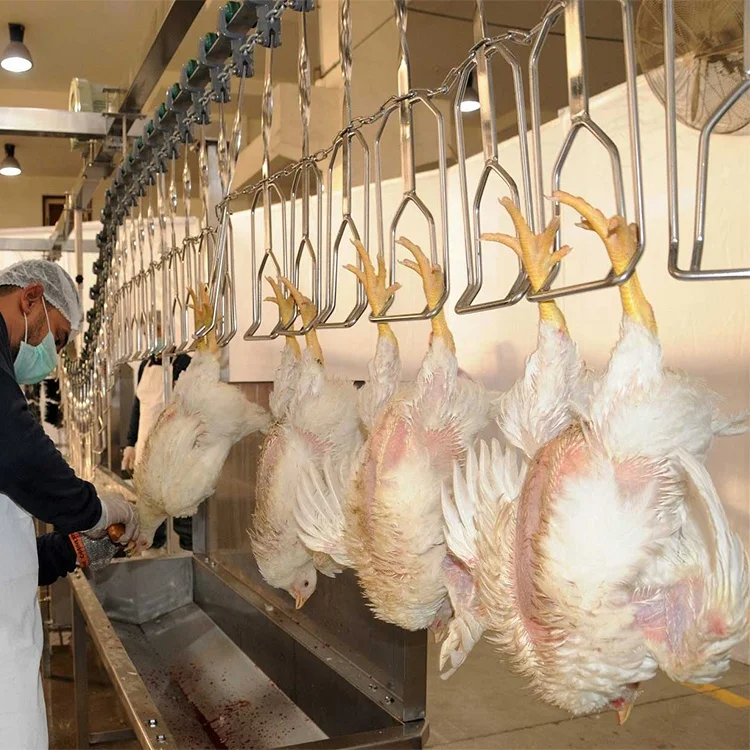 2020 halal slaughting equipment 500 bph chicken abattoir