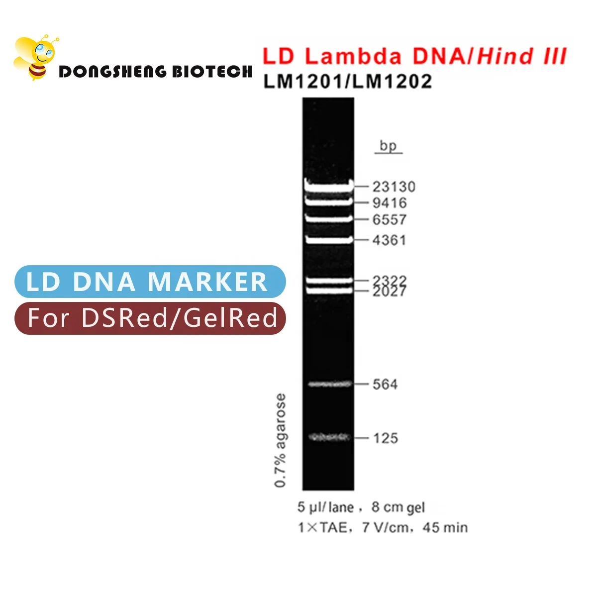 LD Lambda DNA /Hind III, DNA Marker, OEM