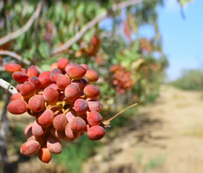High quality bulk pistachio nuts wholesale used in bakery products