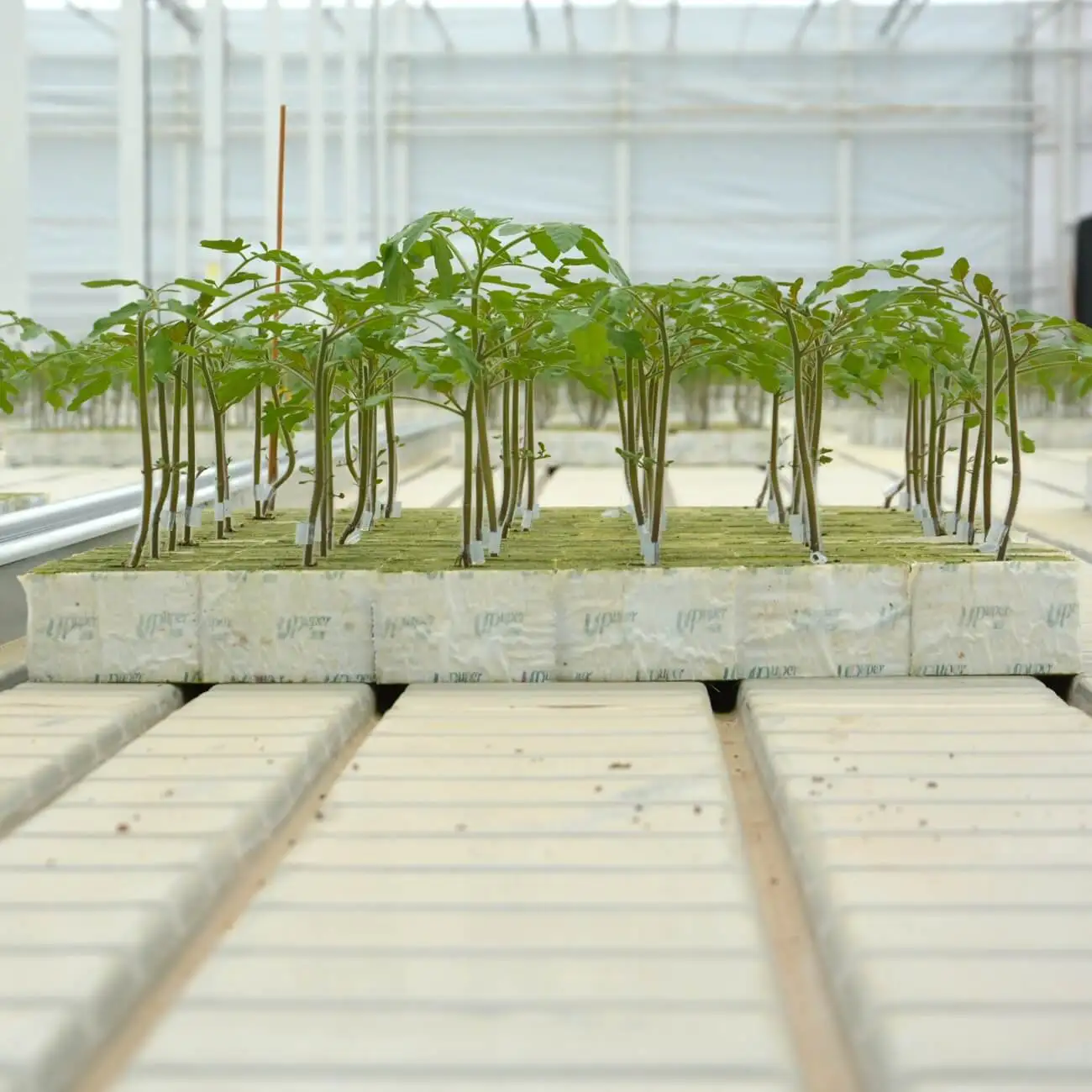 UPuper wholesale manufacturer tomatoes square greenhouse system hydroponic substrate grow bags for plants