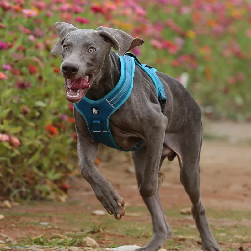 Truelove Reflective Nylon Padded Dog Training Harness  Pet Supplies Wholesale Factory Dog Harness