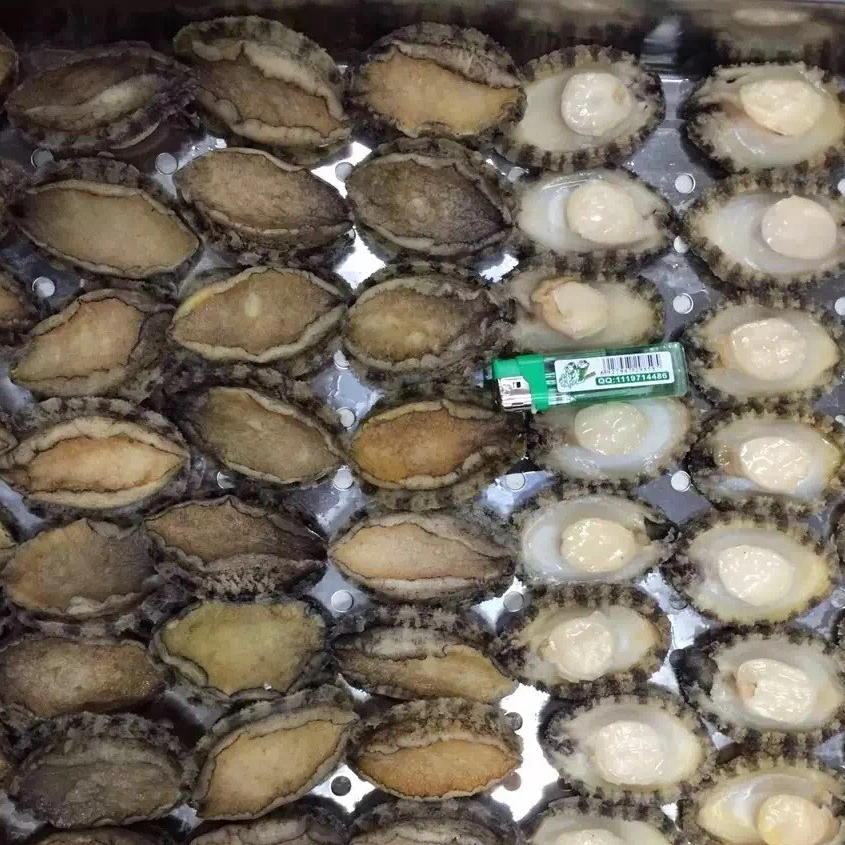  Frozen abalone Nutritious healthy and delicious seafood hot selling Wholesale No shell no