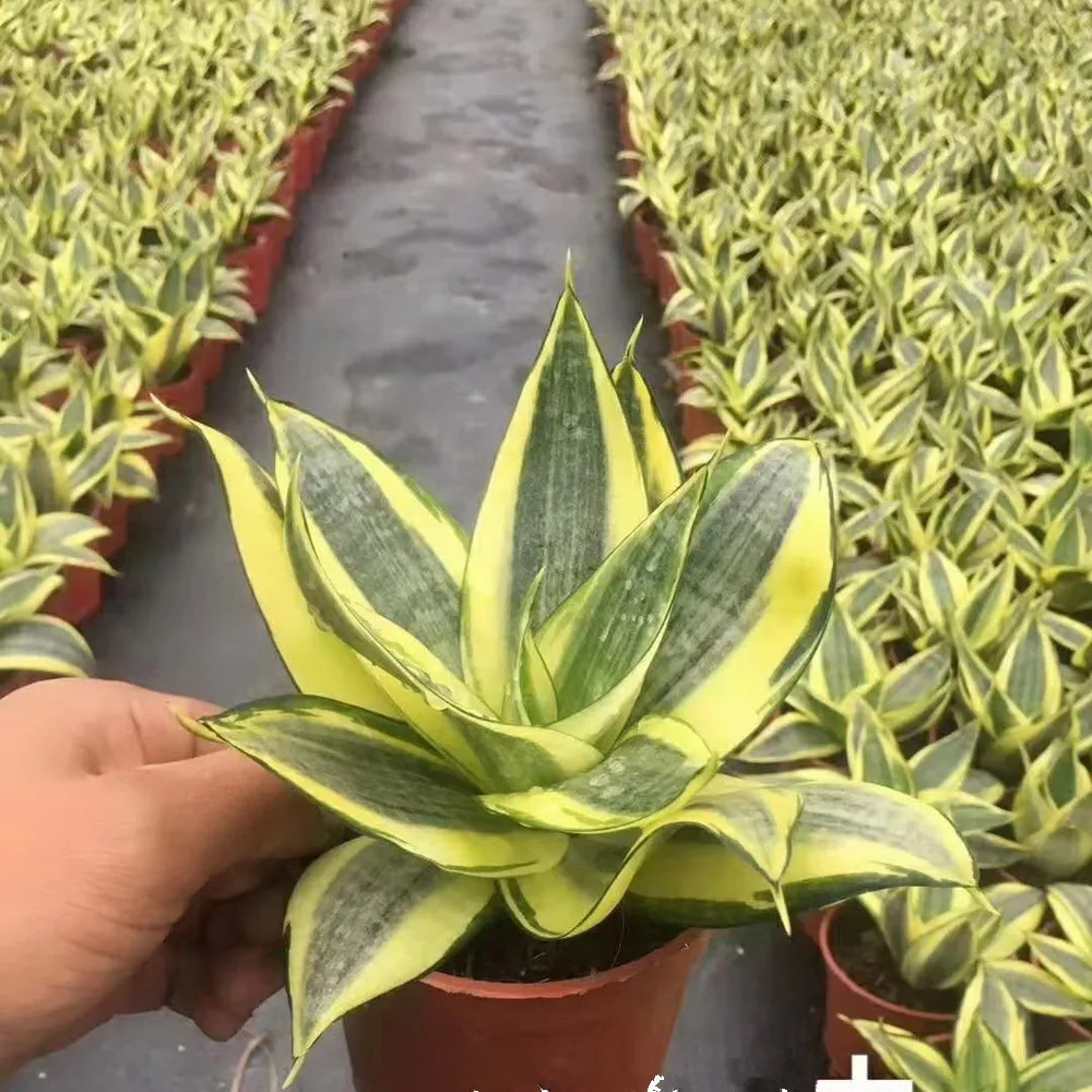 
 Сансевиерия Золотая хахни  