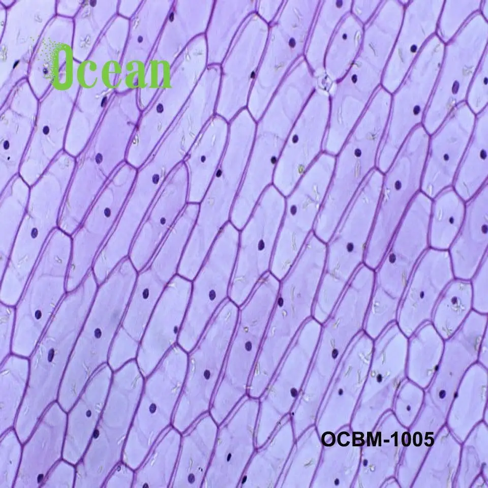 Epidermis of onion  W.M microscope prepared slice  for education and school