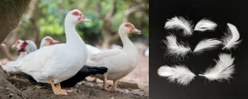 
Washed white duck feather used for blanket and cushion 