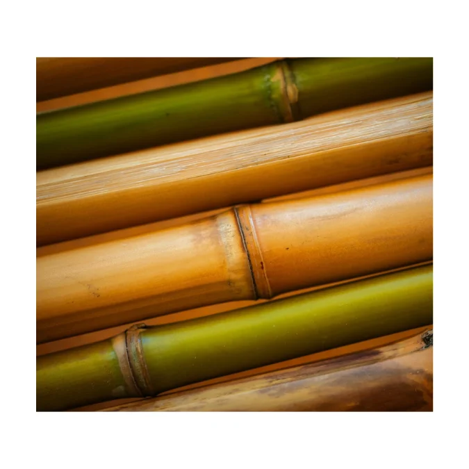 Grade quality bamboo material -  Tonkin Bamboo Pole Garden Stake Moso Nature Natural Raw Bamboo Poles Cheap Price