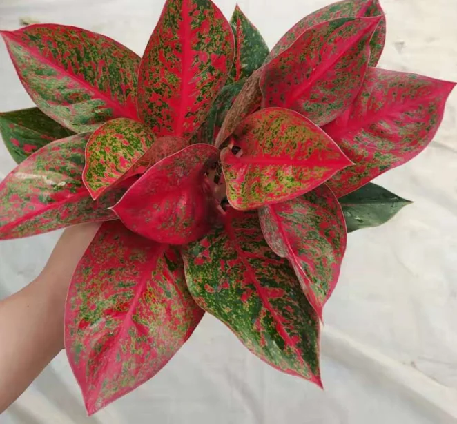 Aglaonema Red Sun Wholesale factory  other agricultural products artificial plant