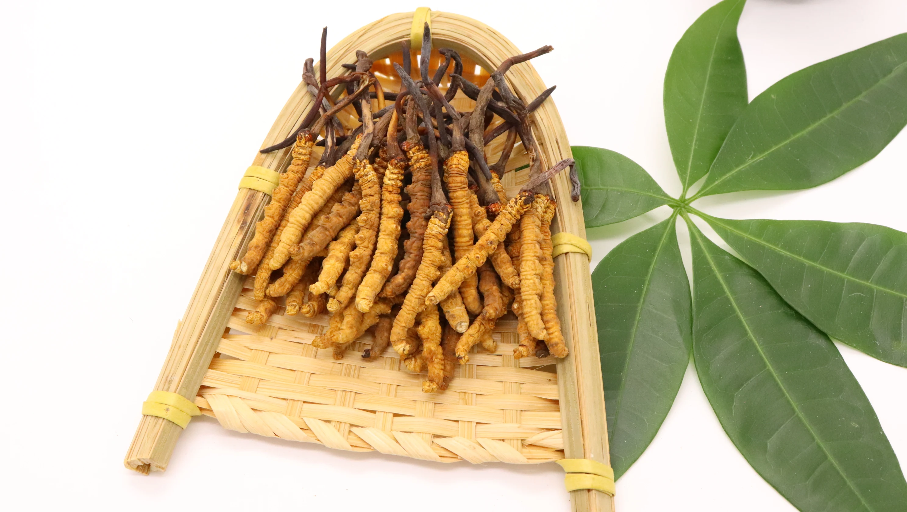 Wholesale Dried Wild Whole Plant Cordyceps Sinensis Collagen Amino Acid Cordyceps Sinensis Micelium