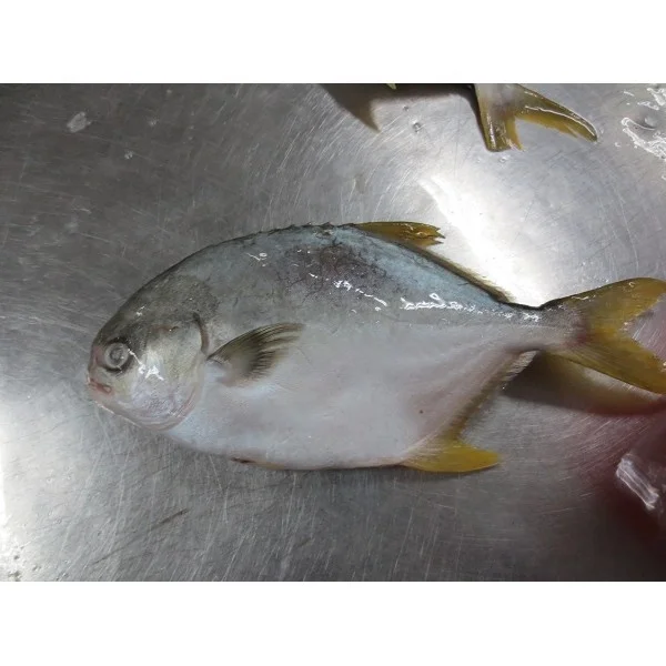 Frozen Farm Golden Pomfret /Golden Fish