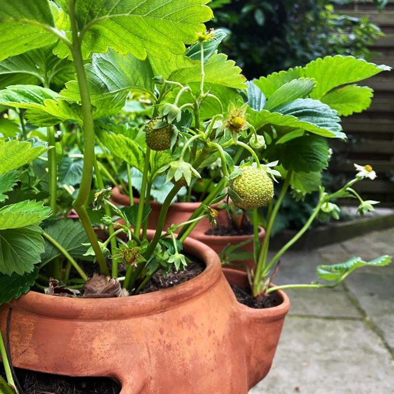 Custom herb planter pot wholesale round terracotta strawberry plant pots