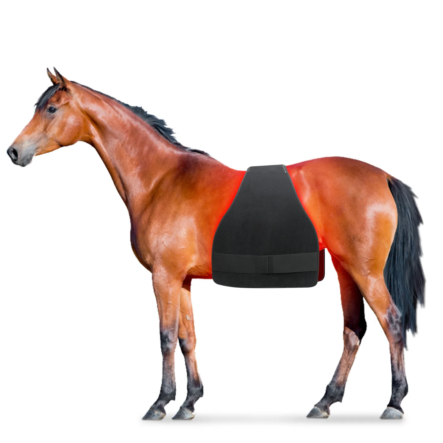 Built in Battery 660NM 850NM Equine Pain Relief Red Light Therapy Horse for Belly