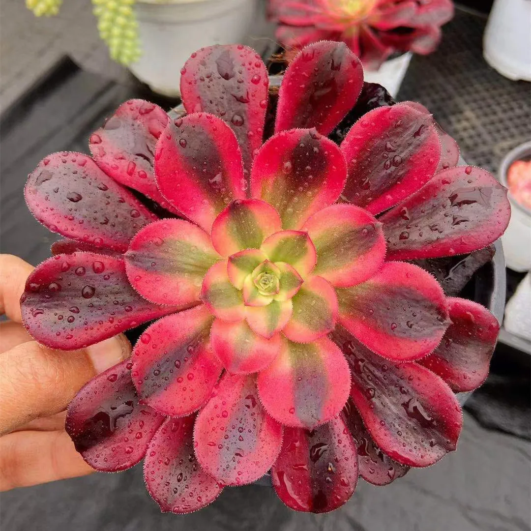 Wholesale Medusa Red succulent variegated  wholesale succulent cactus natural plants live indoor plant