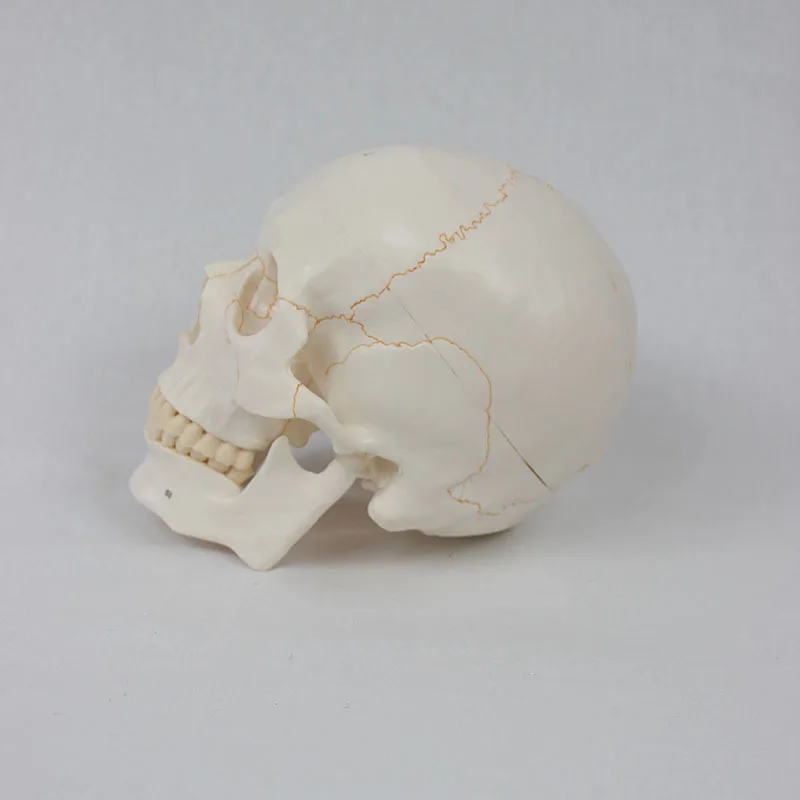 Life Size 3-parts numbered Skull Model with Full Set of Teeth Removable Skull and Articulated Mandible Detailed Product