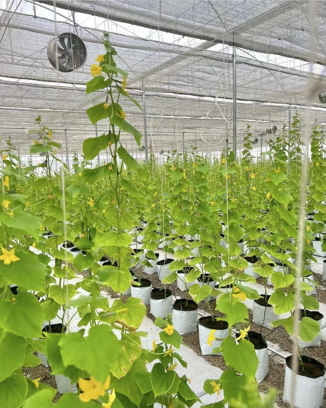 Agricultural greenhouse woven fabric Aluminum mesh shade net Aluminum sliver shade cloth sun cover Sliver Foil net