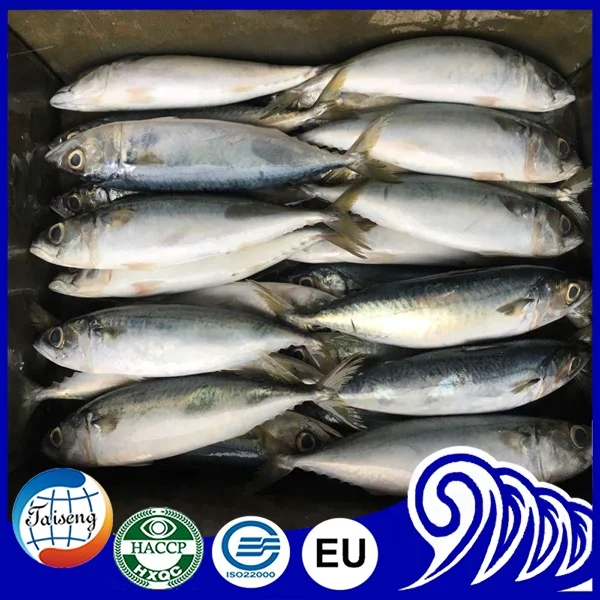 Морской свежемороженая Тихоокеанская ставрида целая замороженных