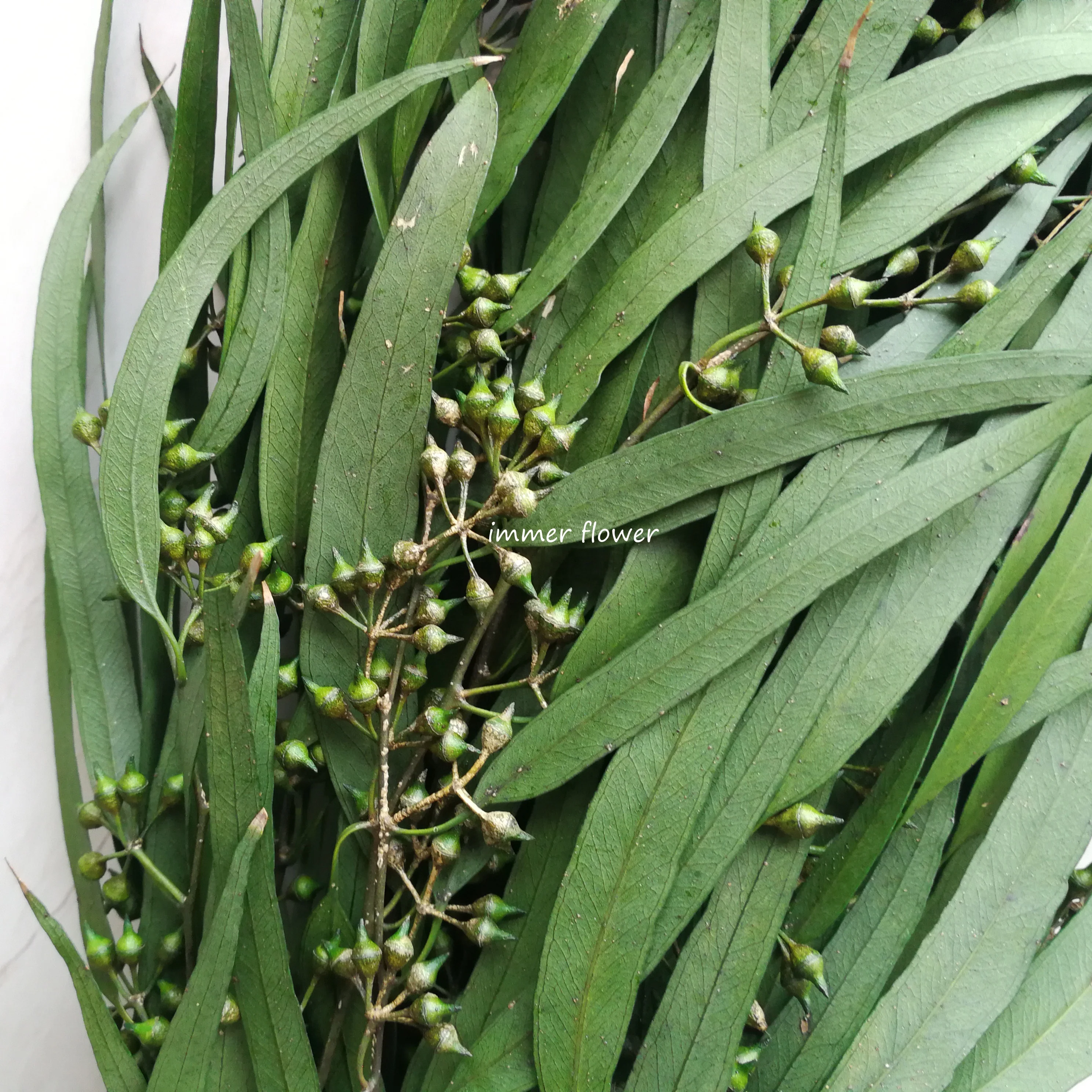 Cheap wholesale Eucalyptus Preserved leaf Stabilzied Eucalyptus Leaves