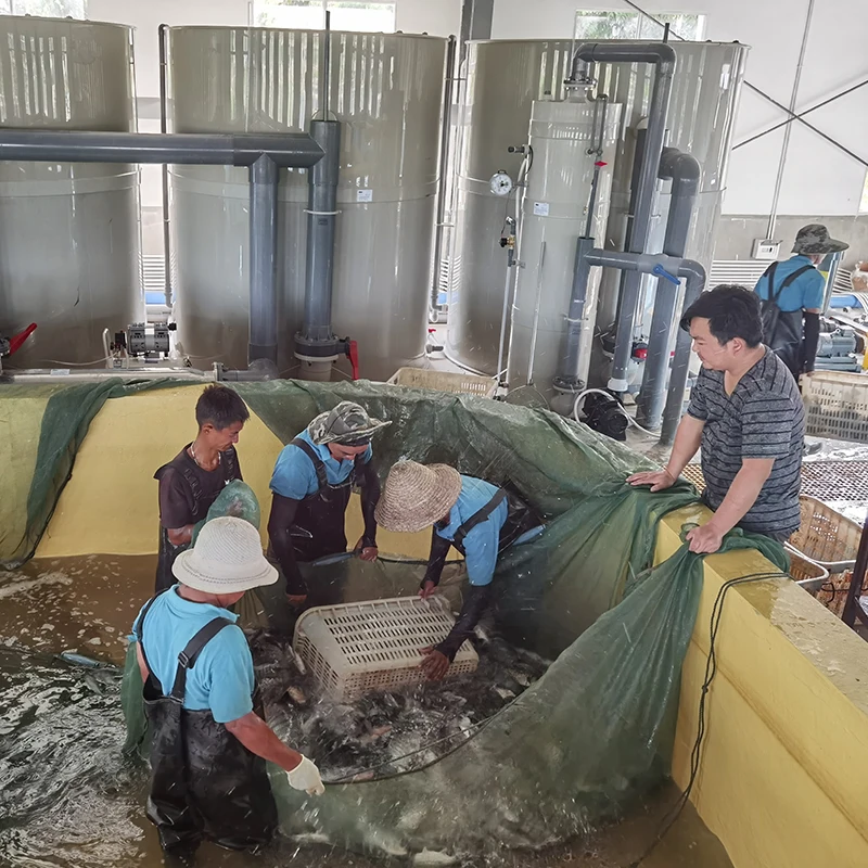 Large Output Recycling Aquaculture System Koi Pond,fishery Equipment Farming,ras Complete System