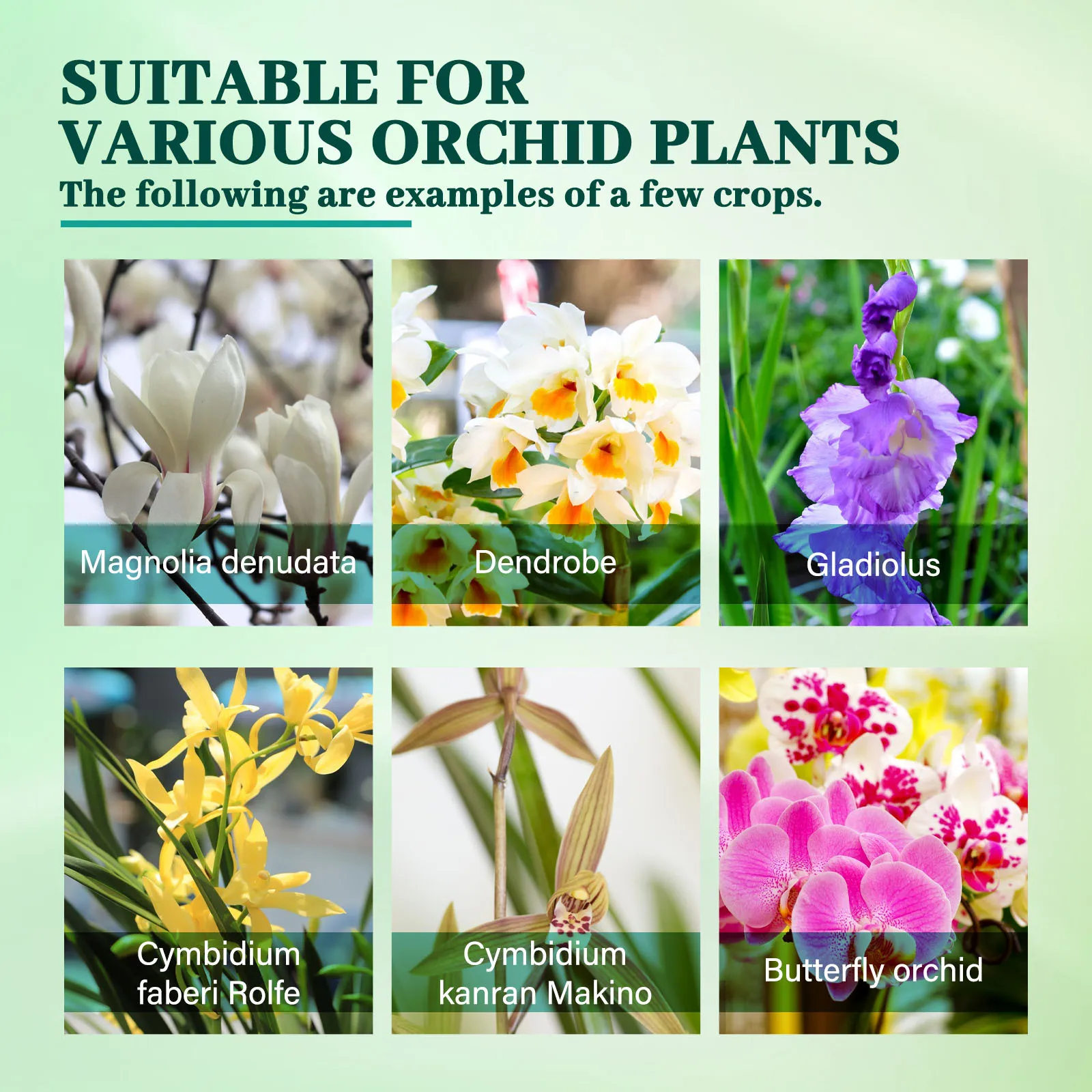 plant nutrient solution succulent fruit tree fertilizer orchid flower leaf fertilizer Hydroponic green plant pot liquid fertili